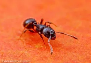 Temnothorax Ants