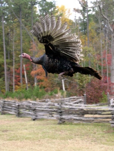 The Flying Turkey Thanksgiving