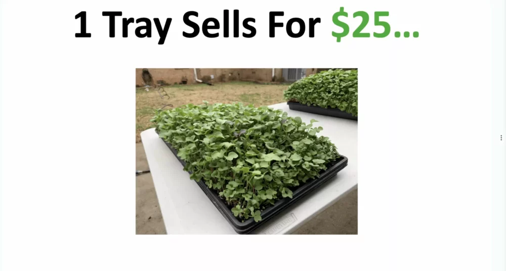 Price of first tray