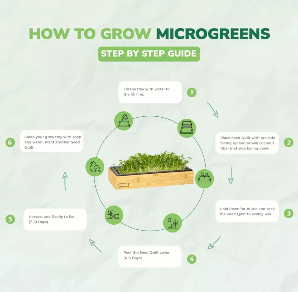 steps to grow microgreens